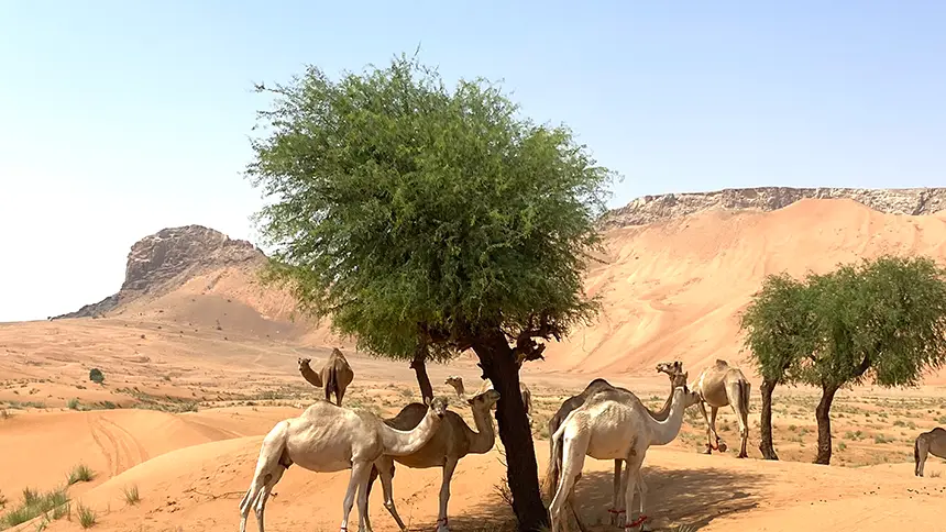 Eco-Tourism in UAE Lifestyle