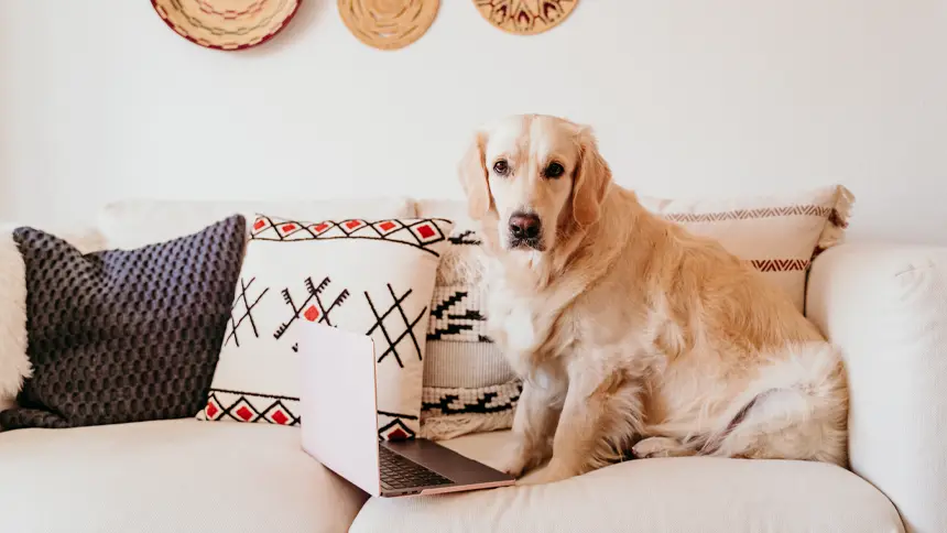 Pet-Friendly Living Spaces in Ajman