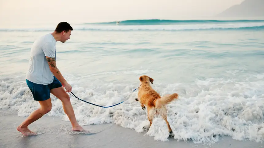Pet-Friendly Travel in the UAE